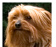 Alfie, Pet Therapy Dog