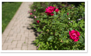 Methodist Home - Roses