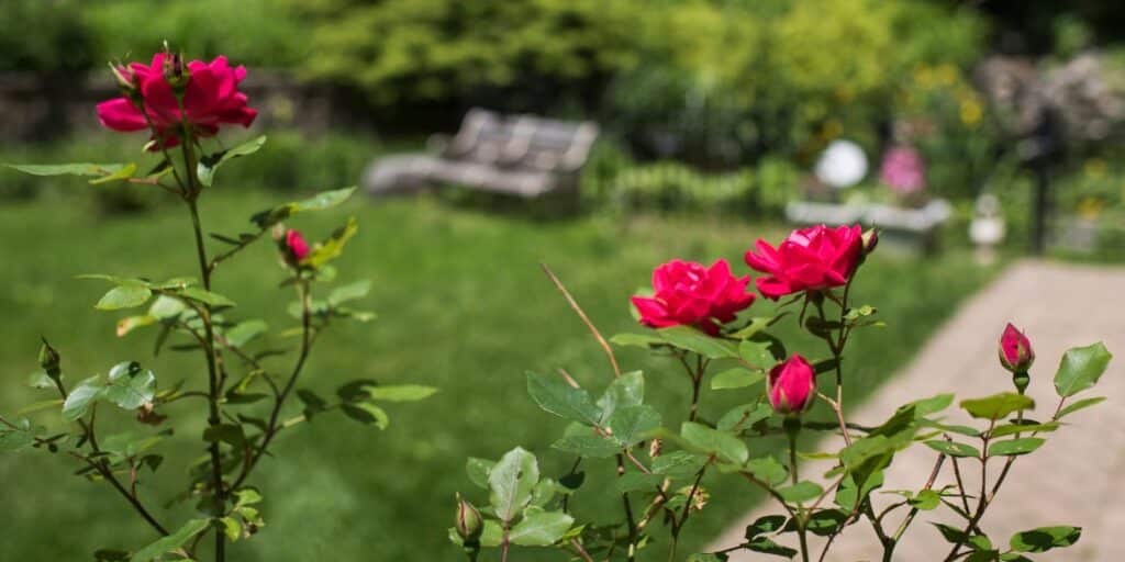 A closeup view of some pink flowers blooming in the gardens at the Methodist Home, in recognition of mental health